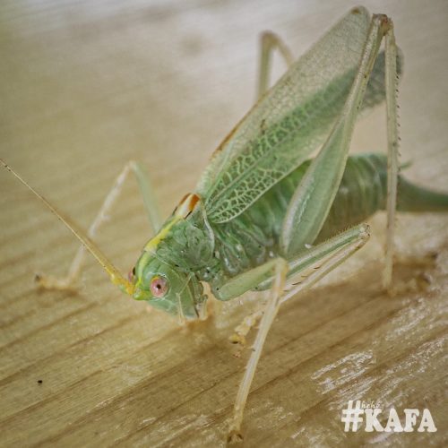 2025-08-17-KAFA109